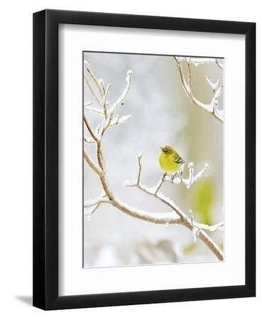 Pine Warbler Perching on Branch in Winter, Mcleansville, North Carolina, USA - Black Framed Art Print Wall Art, 9x12