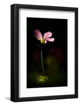 Pink Geranium - Black Framed Art Print Wall Art, 8x12