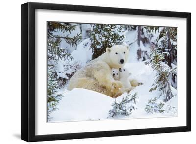 Polar Bear Huddled in Snow, with Two Cubs - Black Framed Art Print Wall Art, 18x12