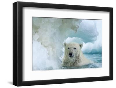 Polar Bear Swimming Through Melting Sea Ice Near Harbor Islands,Canada - Black Framed Art Print Wall Art, 12x8