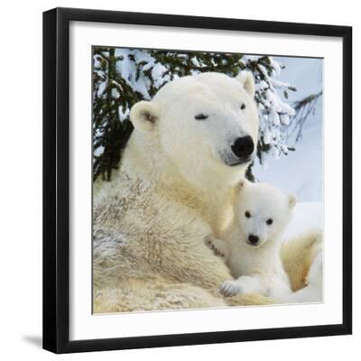 Polar Bear with Cub - Black Framed Art Print Wall Art, 16x16