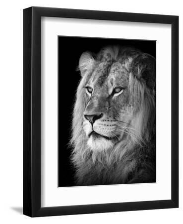 Portrait Of A Lion In Black And White - Black Framed Art Print Wall Art, 9x12