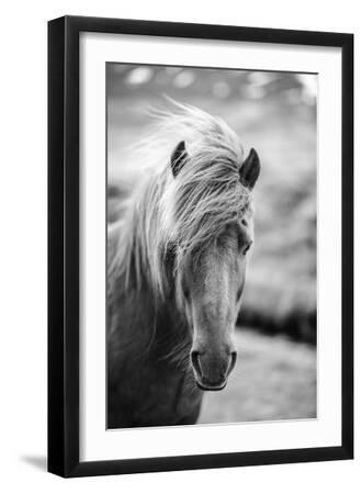 Portrait of Icelandic Horse in Black and White - Black Framed Art Print Wall Art, 12x18