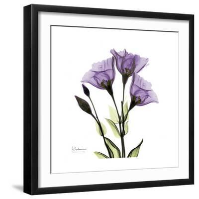 Purple Gentian Square - Black Framed Art Print Wall Art, 16x16
