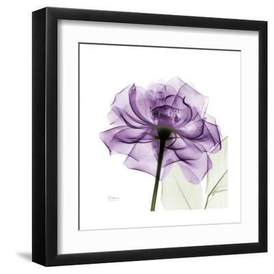 Purple Rose - Black Framed Art Print Wall Art, 12x12