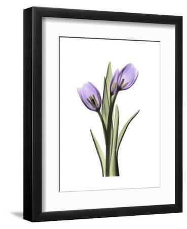Purple Tulip Portrait 2 - Black Framed Art Print Wall Art, 9x12
