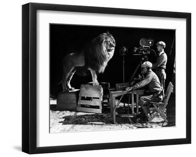 Recording of the lion roar for the introduction of MGM films, c. 1920- 1930 - Black Framed Art Print Wall Art, 16x12