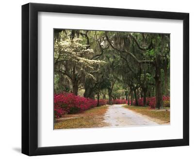 Road Lined with Azaleas and Live Oaks, Spanish Moss, Savannah, Georgia, USA - Black Framed Art Print Wall Art, 12x9