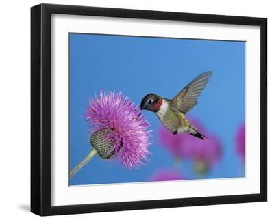 Ruby Throated Hummingbird, Feeding from Flower, USA - Black Framed Art Print Wall Art, 16x12