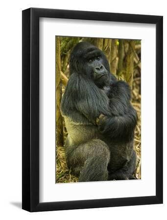 Rwanda. A silverback mountain gorilla at Volcanoes National Park. - Black Framed Art Print Wall Art, 8x12