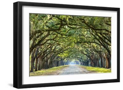 Savannah, Georgia, USA Oak Tree Lined Road at Historic Wormsloe Plantation. - Black Framed Art Print Wall Art, 18x12