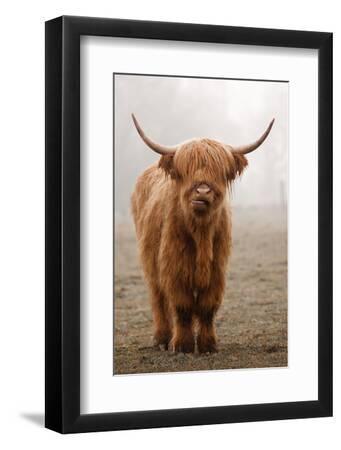 Scottish Highland Cow - Black Framed Art Print Wall Art, 8x12 Scottish Highland Cow - Black Framed Art Print Wall Art, 8x12
