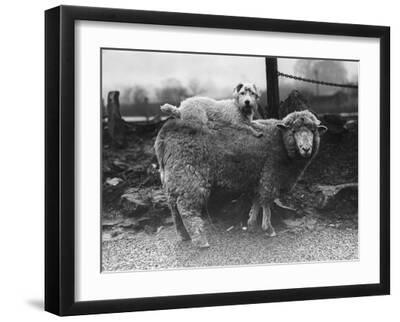 Sealyham Riding a Sheep - Black Framed Art Print Wall Art, 16x12 Sealyham Riding a Sheep - Black Framed Art Print Wall Art, 16x12