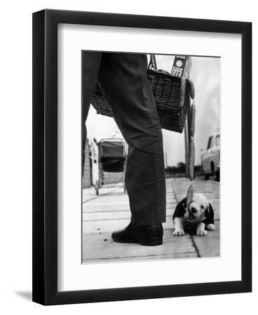 Sheepdog Puppy Stealing a String of Sausages Which are Hanging Down from a Wicker Shopping Basket - Black Framed Art Print Wall Art, 9x12
