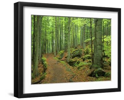 Spring Forest Romantic Path Leading Through Mixed - Black Framed Art Print Wall Art, 16x12