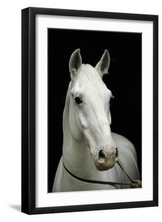The horses names are composed of the parents names, the sires and the dams. - Black Framed Art Print Wall Art, 12x18 The horses names are composed of the parents names, the sires and the dams. - Black Framed Art Print Wall Art, 12x18