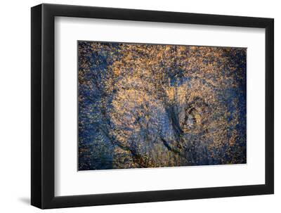 The Trees Have Eyes - Black Framed Art Print Wall Art, 12x8 The Trees Have Eyes - Black Framed Art Print Wall Art, 12x8