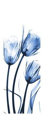 Three Blue Tulips - Premium Giclee Print, 12x36 Three Blue Tulips - Premium Giclee Print, 12x36