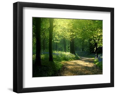 Track Leading Through Lanhydrock Beech Woodland with Bluebells in Spring, Cornwall, UK - Black Framed Art Print Wall Art, 12x9 Track Leading Through Lanhydrock Beech Woodland with Bluebells in Spring, Cornwall, UK - Black Framed Art Print Wall Art, 12x9