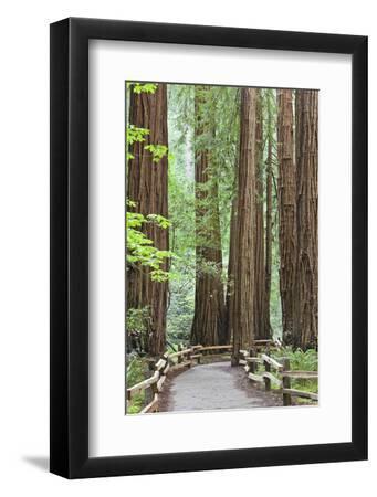 Trail Through Muir Woods National Monument, California, USA - Black Framed Art Print Wall Art, 8x12