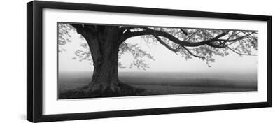 Tree in a Farm, Knox Farm State Park, East Aurora, New York State, USA - Black Framed Art Print Wall Art, 24x8 Tree in a Farm, Knox Farm State Park, East Aurora, New York State, USA - Black Framed Art Print Wall Art, 24x8