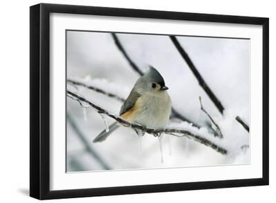 Tufted Titmouse on Branch in Snow - Black Framed Art Print Wall Art, 18x12