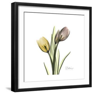 Tulip Duo - Black Framed Art Print Wall Art, 16x16 Tulip Duo - Black Framed Art Print Wall Art, 16x16