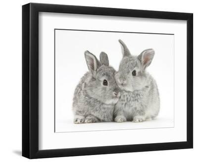 Two Baby Silver Rabbits - Black Framed Art Print Wall Art, 12x9 Two Baby Silver Rabbits - Black Framed Art Print Wall Art, 12x9