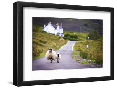 Two Sheep Walking on Street in Scotland - Black Framed Art Print Wall Art, 12x8 Two Sheep Walking on Street in Scotland - Black Framed Art Print Wall Art, 12x8