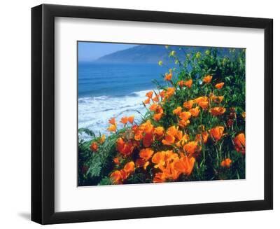 USA, California, California Poppies Along the Pacific Coast - Black Framed Art Print Wall Art, 12x9