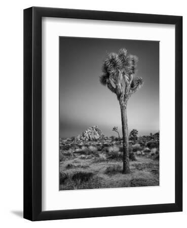 USA, California, Joshua Tree National Park, Dawn and Joshua Trees - Black Framed Art Print Wall Art, 9x12