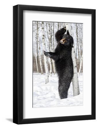 USA, Minnesota, Sandstone, Black Bear Scratching an Itch - Black Framed Art Print Wall Art, 8x12