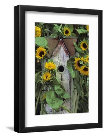 USA, Pennsylvania. Birdhouse and Garden Sunflowers - Black Framed Art Print Wall Art, 8x12 USA, Pennsylvania. Birdhouse and Garden Sunflowers - Black Framed Art Print Wall Art, 8x12