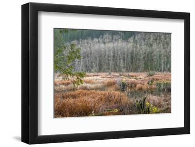 USA, Washington State, Gold Creek Beaver Pond. Winter panoramic of marsh and forest. - Black Framed Art Print Wall Art, 12x8 USA, Washington State, Gold Creek Beaver Pond. Winter panoramic of marsh and forest. - Black Framed Art Print Wall Art, 12x8