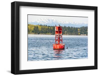 USA, Washington State, Puget Sound. California Sea Lions circling channel marker buoy. - Black Framed Art Print Wall Art, 12x8 USA, Washington State, Puget Sound. California Sea Lions circling channel marker buoy. - Black Framed Art Print Wall Art, 12x8