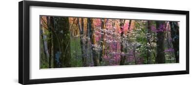 Virginia, Shenandoah National Park - Black Framed Art Print Wall Art, 24x8