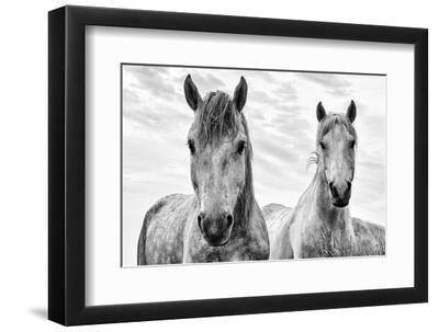White Horses, Camargue, France - Black Framed Art Print Wall Art, 12x8