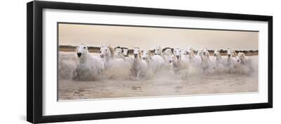 White Horses of the Camargue Galloping Through Water at Sunset - Black Framed Art Print Wall Art, 24x8