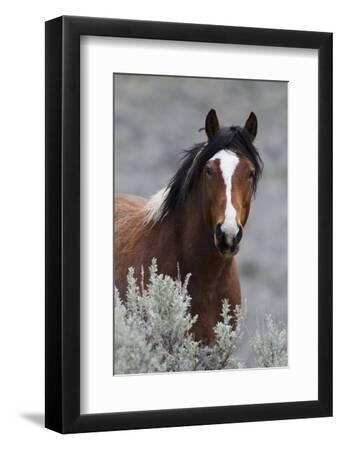 Wild Horses, Steens Mountains - Black Framed Art Print Wall Art, 8x12