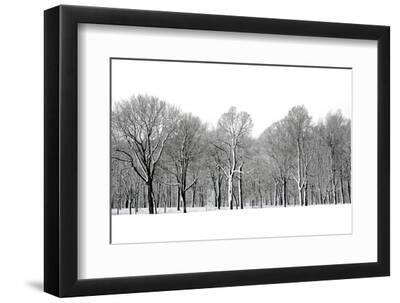 Winter Trees in Snow, Montreal - Black Framed Art Print Wall Art, 12x8