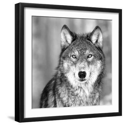 Wolf - Black Framed Art Print Wall Art, 16x16