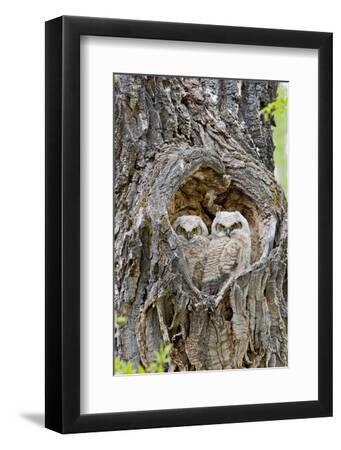 Wyoming, Grand Teton National Park, Great Horned Owlets in Nest Cavity - Black Framed Art Print Wall Art, 8x12