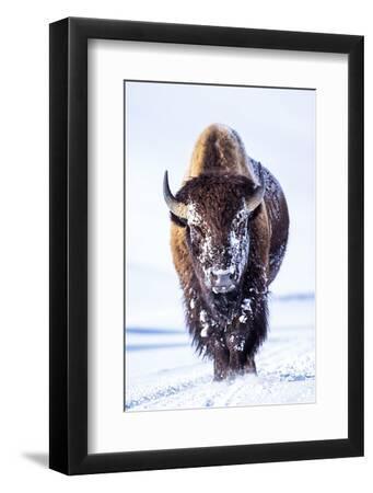 Wyoming, Yellowstone National Park, Bull Bison Walking in Hayden Valley - Black Framed Art Print Wall Art, 8x12
